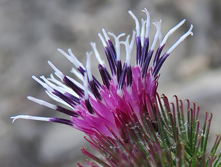 Arctium16c