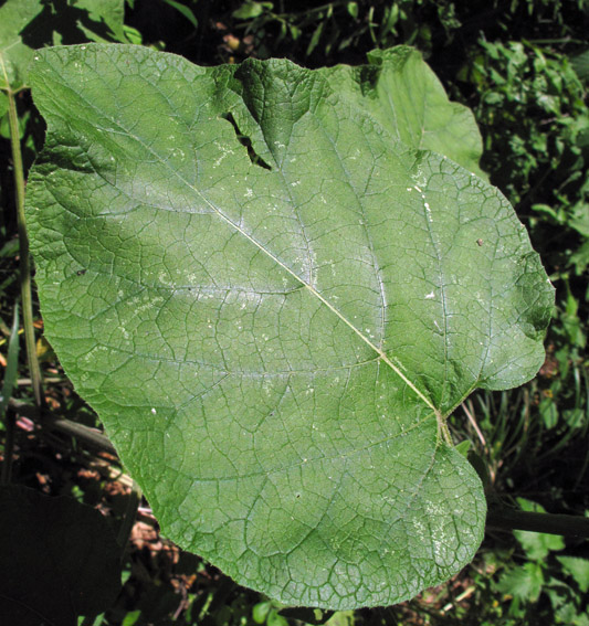 Arctium18