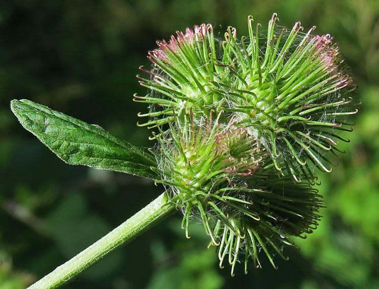 Arctium17