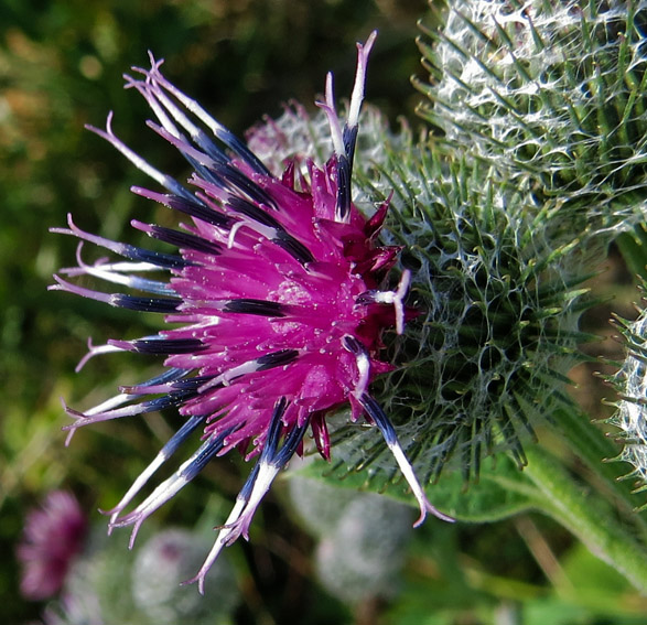 Arctium21