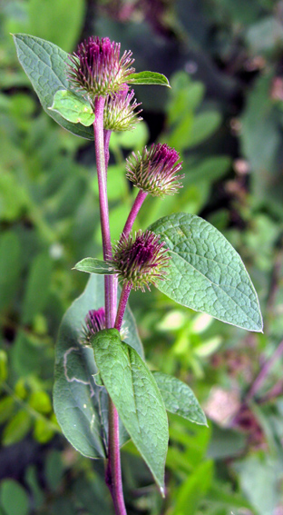 Arctium7