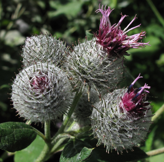 Arctium12