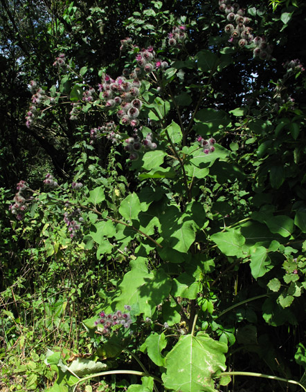 Arctium10