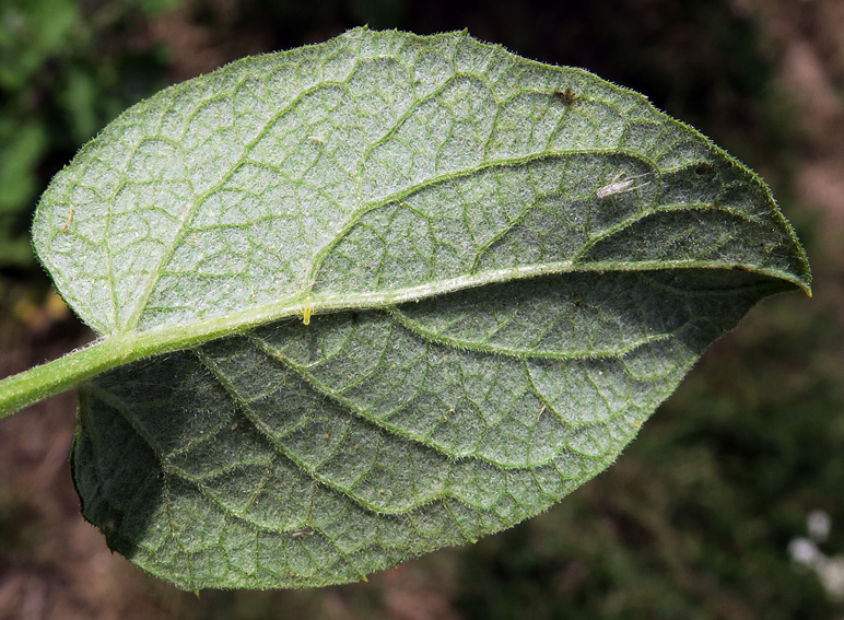 Arctium12c