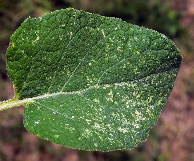 Arctium12d