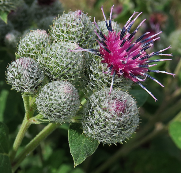 Arctium12b