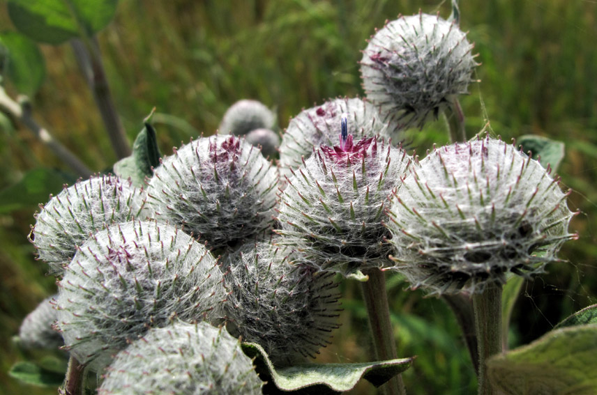 Arctium10c