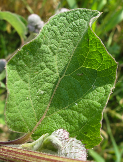 Arctium10a