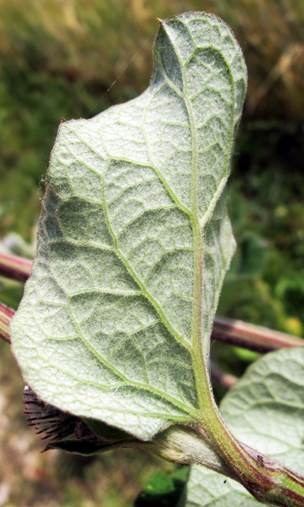 Arctium10b