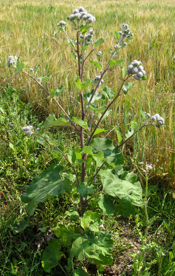 Arctium9