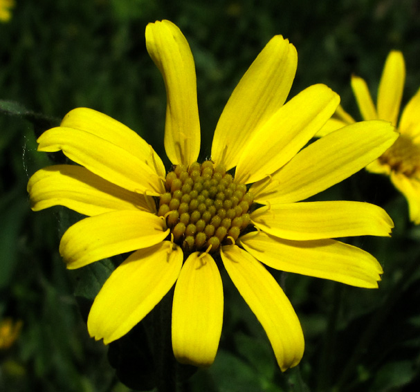 Arnica7