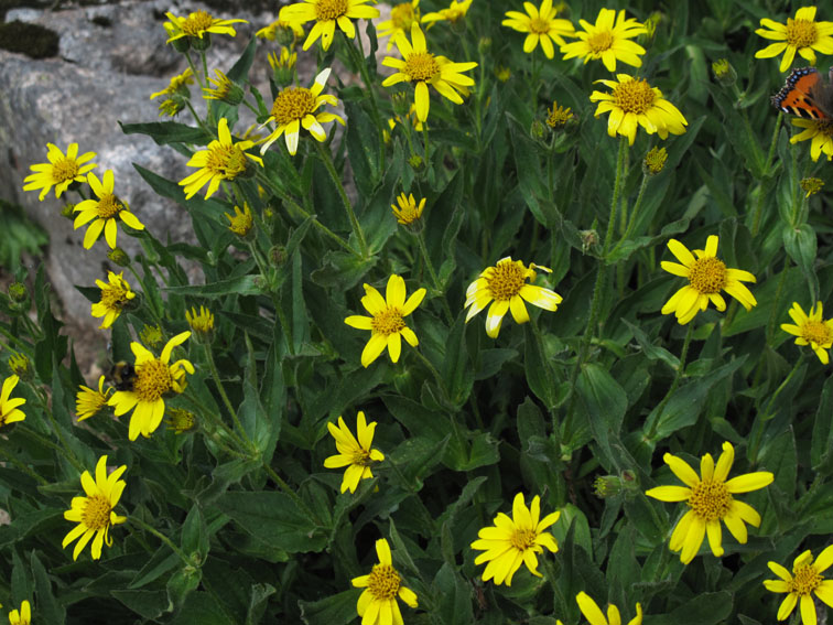 Arnica5a