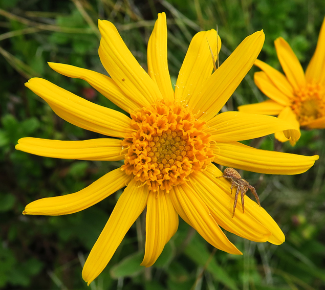 Arnica5