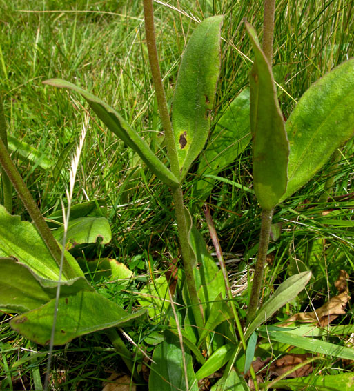 Arnica2