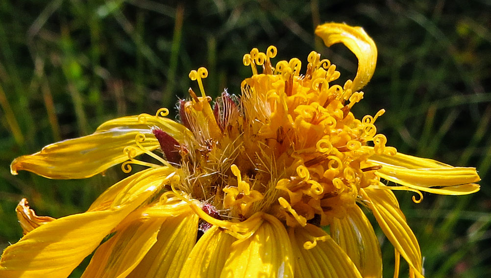 Arnica9