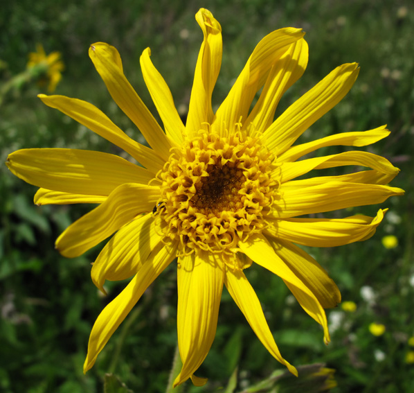 Arnica4