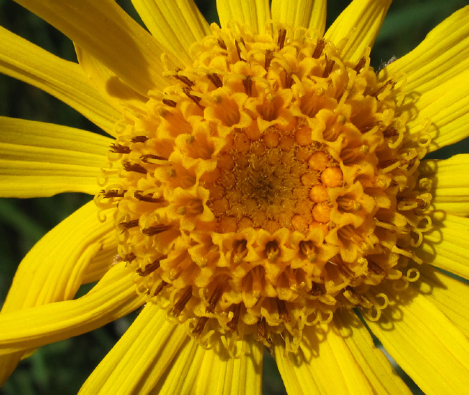 Arnica4a