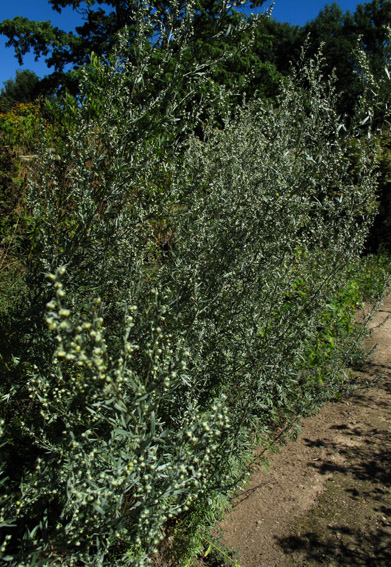 Artemisia3a0