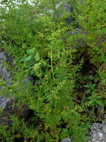 Artemisia16a