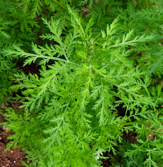 Artemisia15