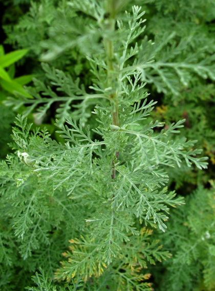 Artemisia10