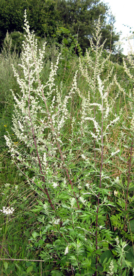 Artemisia1