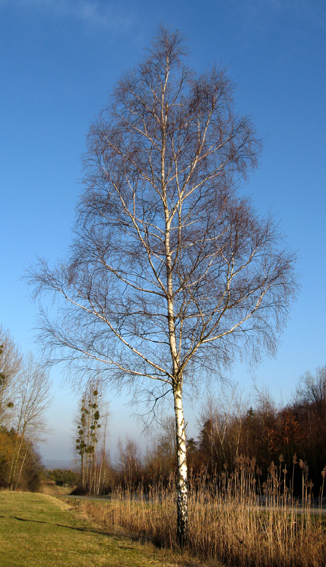 Betula0