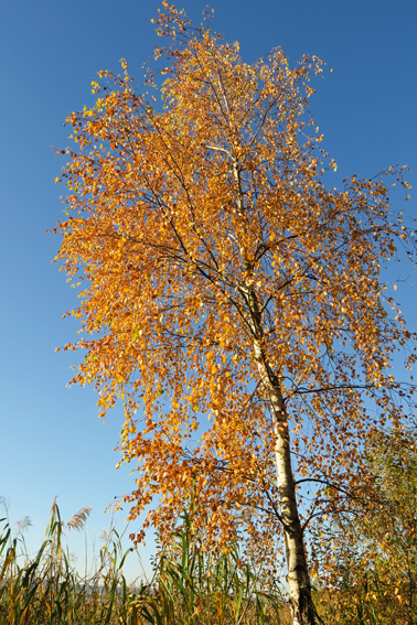 Betula1