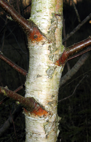 Betula2