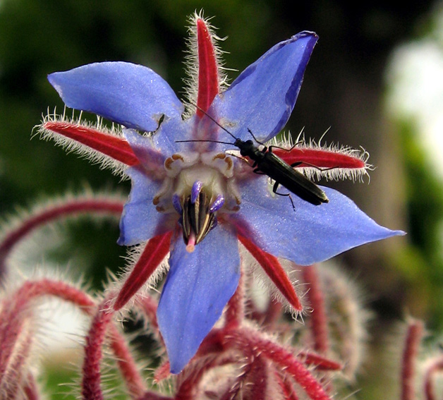 Borago2