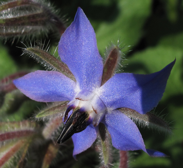 Borago1c