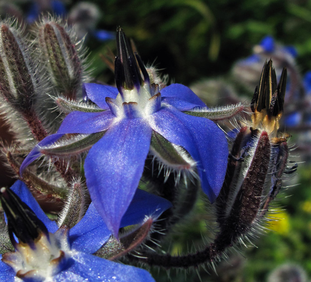 Borago3