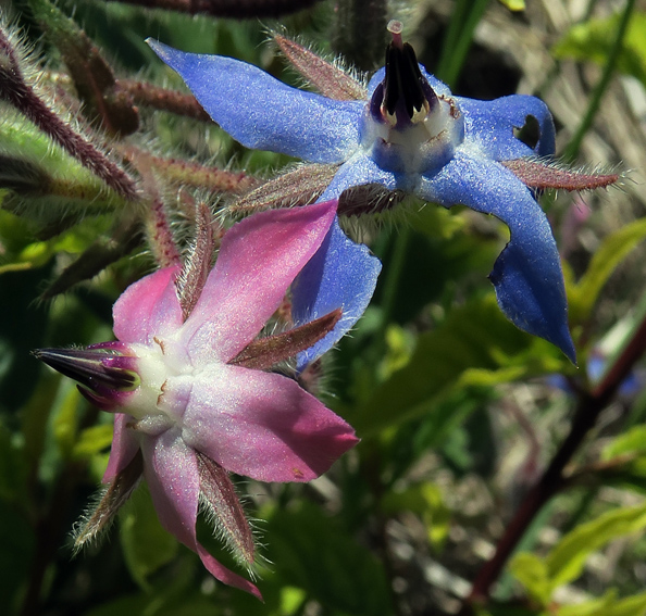 Borago1b