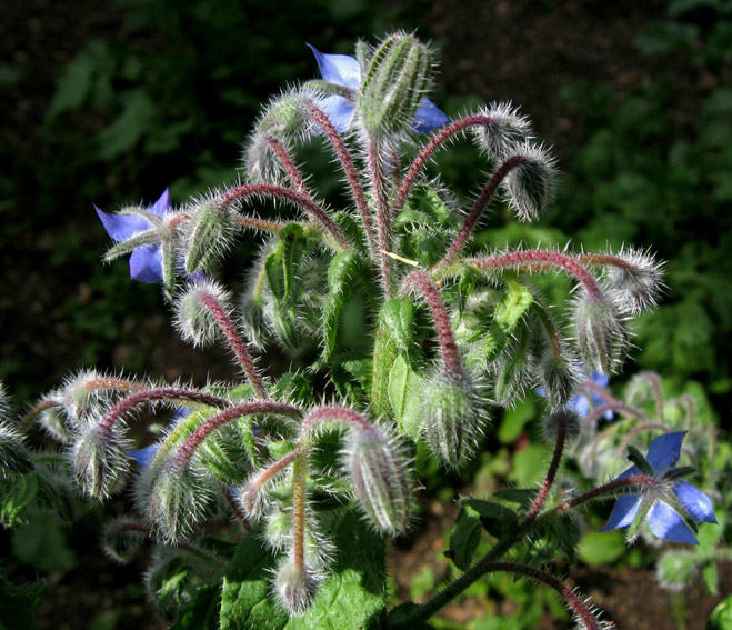 Borago1a