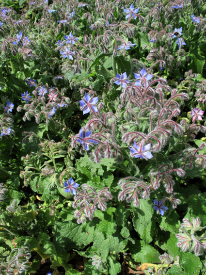 Borago1