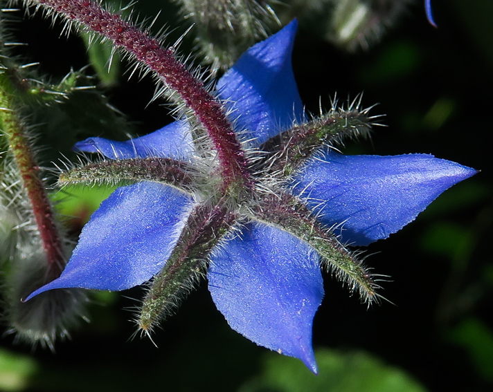 Borago4