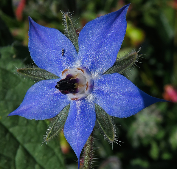 Borago5