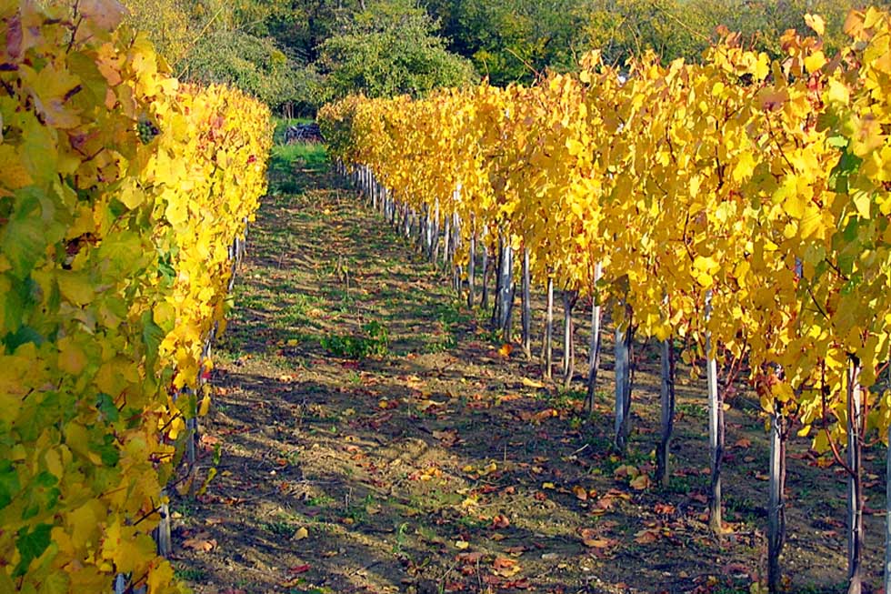 Vitis