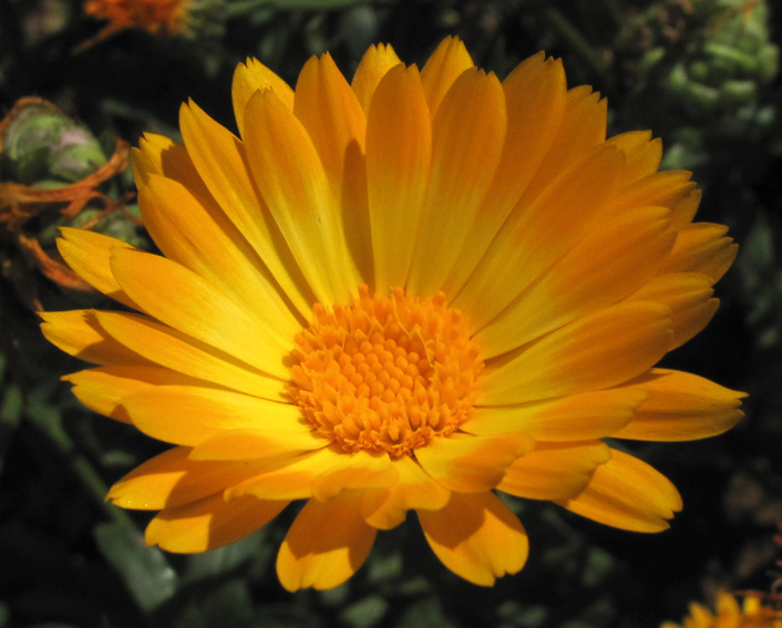 Calendula5