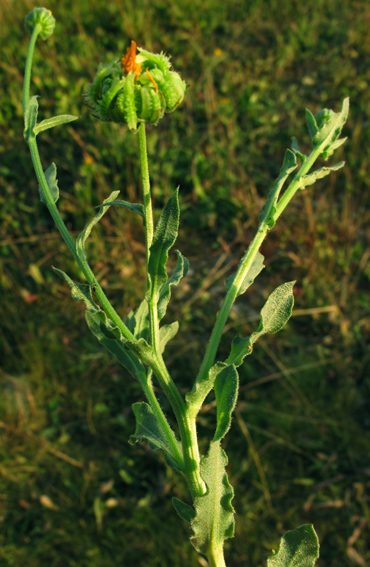 Calendula6