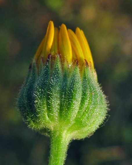 Calendula8