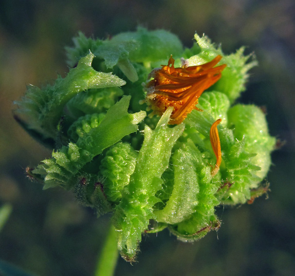 Calendula9