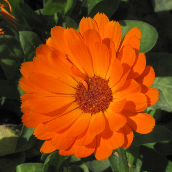 Calendula2