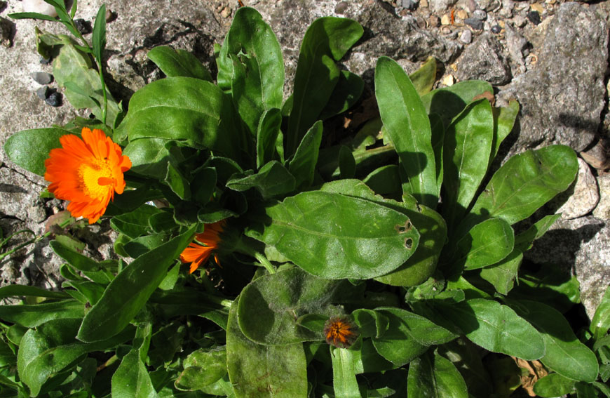 Calendula2