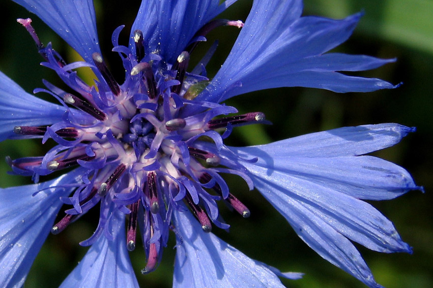 Centaurea2