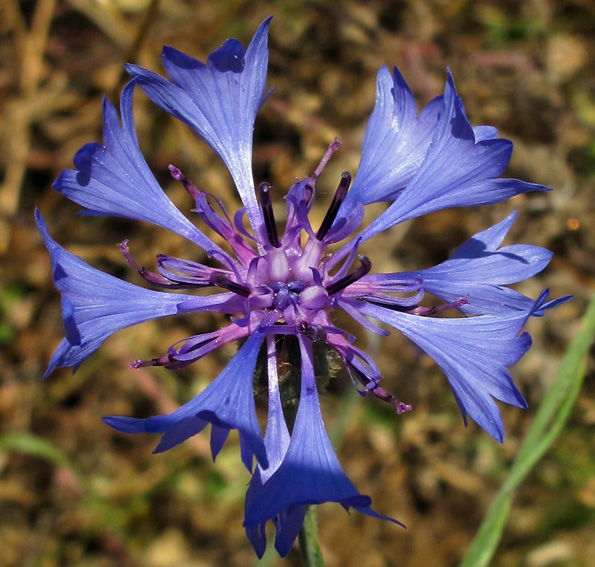 Centaurea7