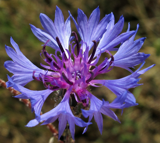 Centaurea6