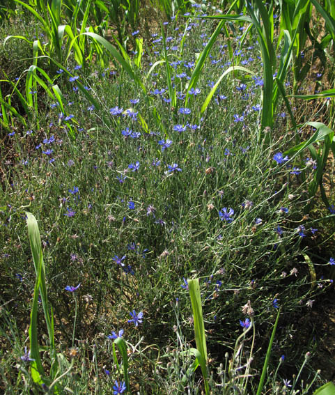 Centaurea00