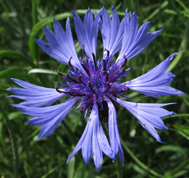 Centaurea4b