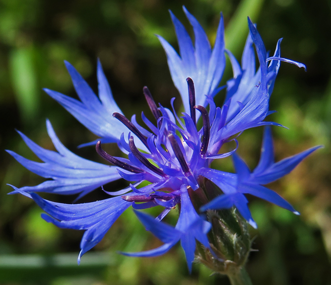 Centaurea9